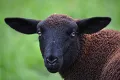 Black sheep