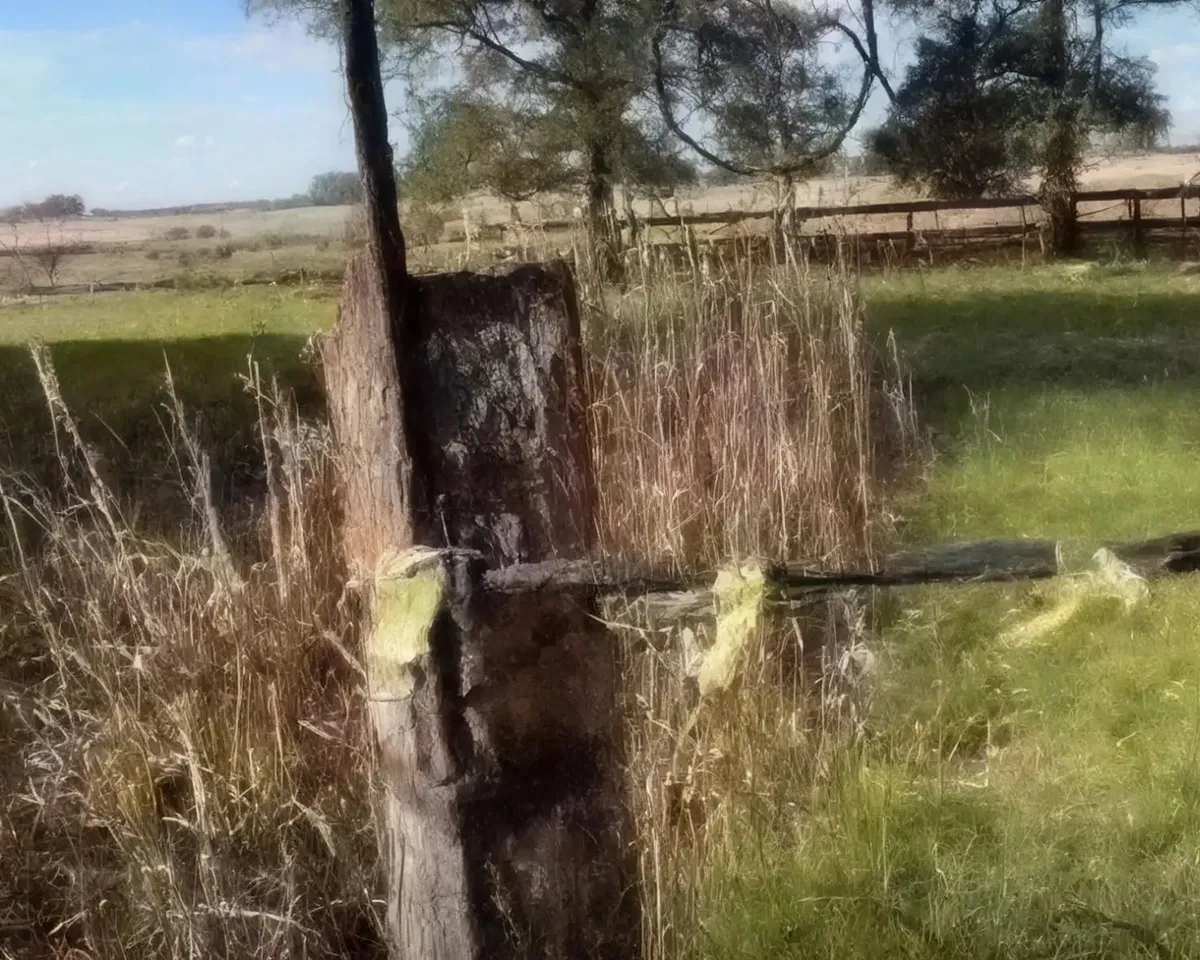 260518 Rudnev swamp